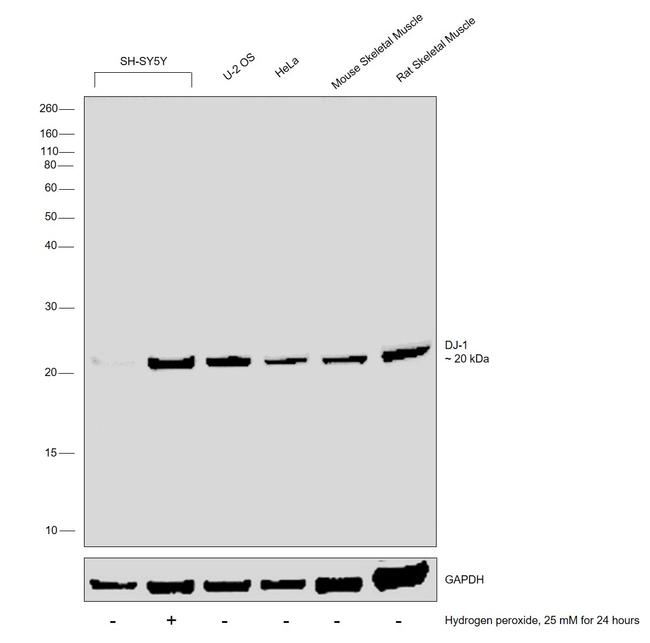 DJ-1 Antibody in Western Blot (WB)