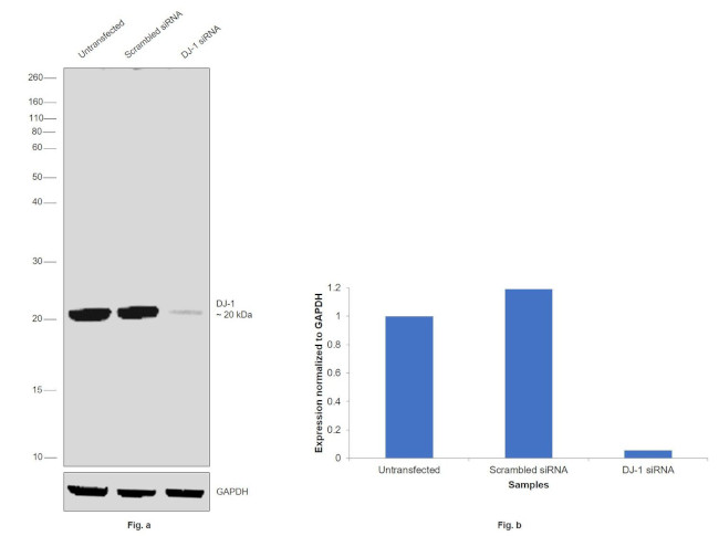 DJ-1 Antibody