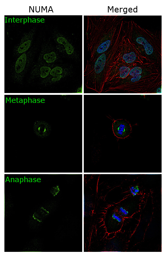 NuMA Antibody