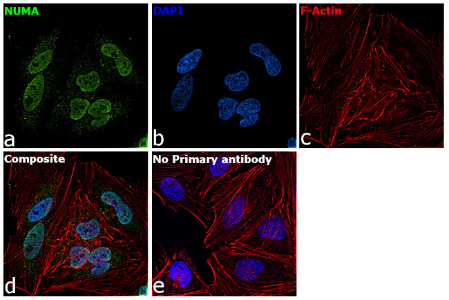 NuMA Antibody in Immunocytochemistry (ICC/IF)