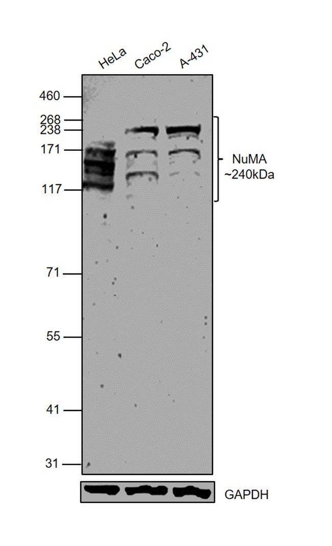 NuMA Antibody in Western Blot (WB)