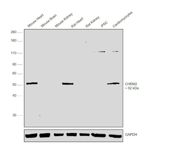 CHRM2 Antibody