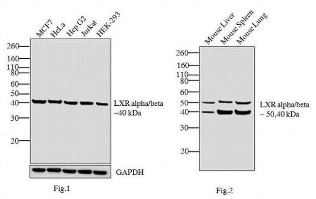 LXR alpha/beta Antibody in Western Blot (WB)
