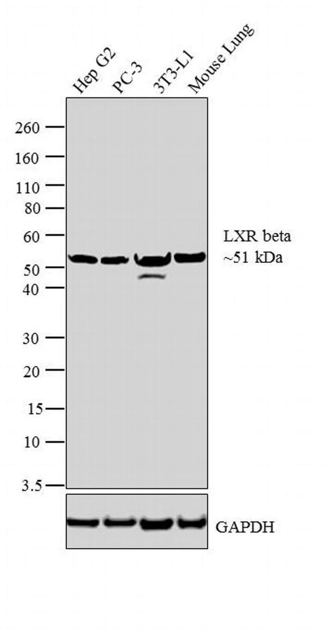 LXR beta Antibody in Western Blot (WB)