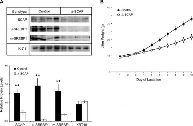 SREBP1 Antibody in Western Blot (WB)