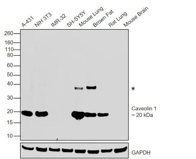 Caveolin 1 Antibody