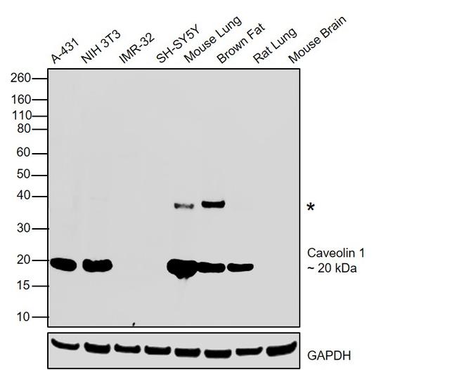 Caveolin 1 Antibody in Western Blot (WB)