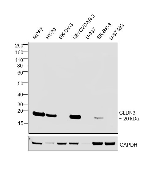 Claudin 3 Antibody