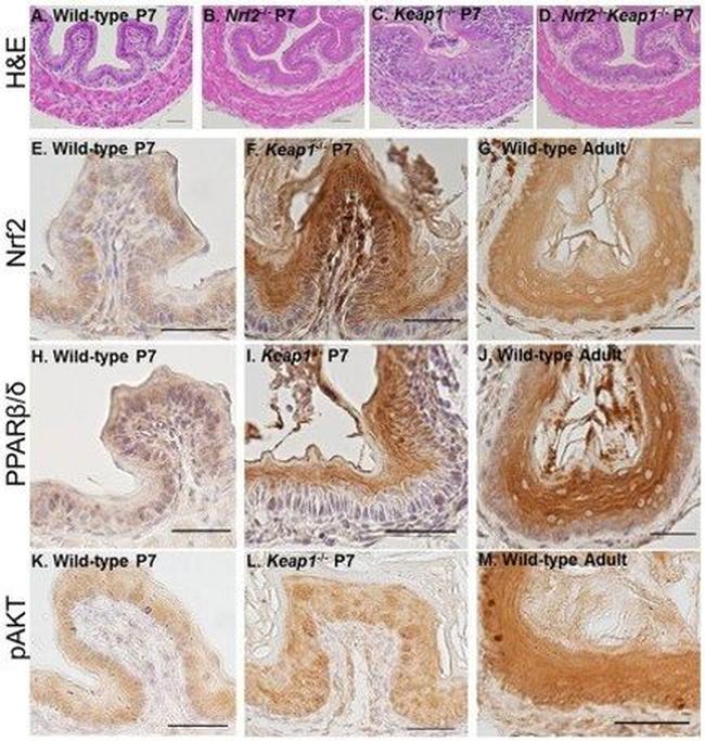 Nrf2 Antibody in Immunohistochemistry (IHC)