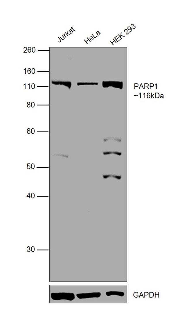 PARP1 Antibody in Western Blot (WB)