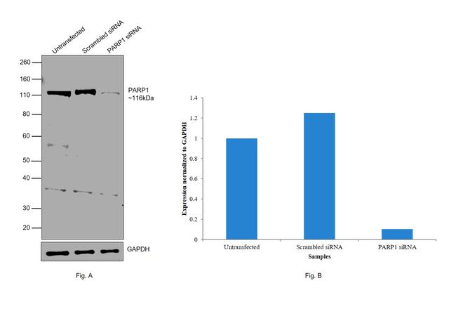 PARP1 Antibody in Western Blot (WB)