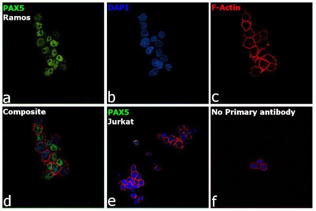 PAX5 Antibody