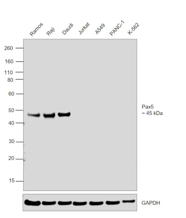 PAX5 Antibody