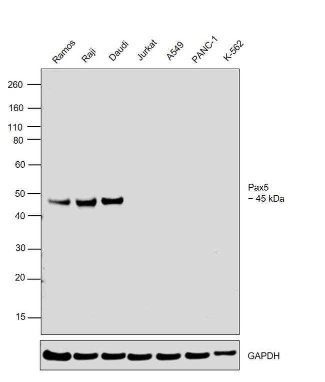 PAX5 Antibody in Western Blot (WB)