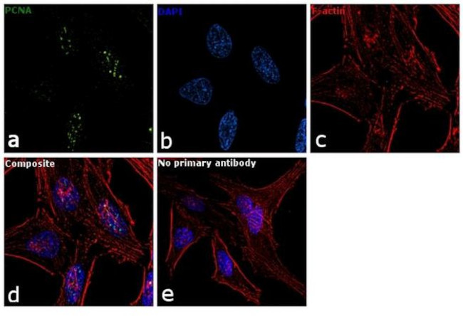 PCNA Antibody in Immunocytochemistry (ICC/IF)