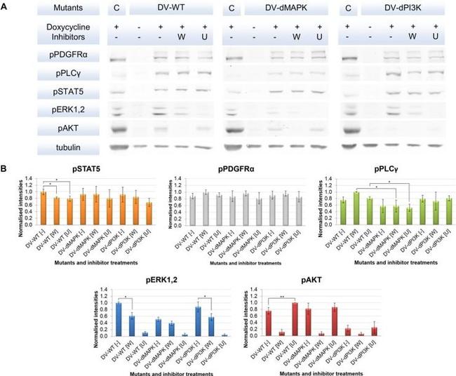 alpha Tubulin Antibody in Western Blot (WB)