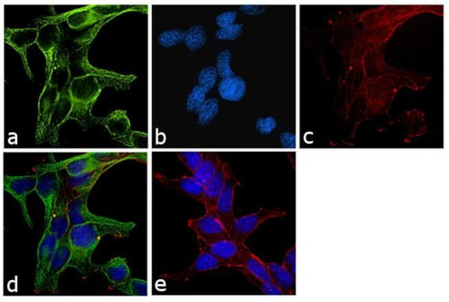 alpha Tubulin Antibody in Immunocytochemistry (ICC/IF)