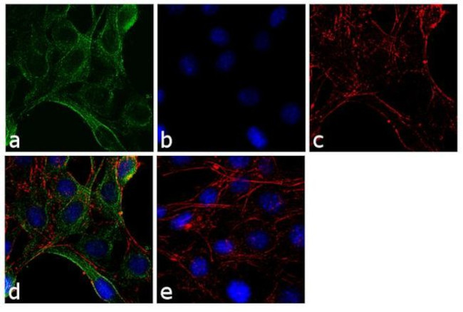 alpha Tubulin Antibody in Immunocytochemistry (ICC/IF)