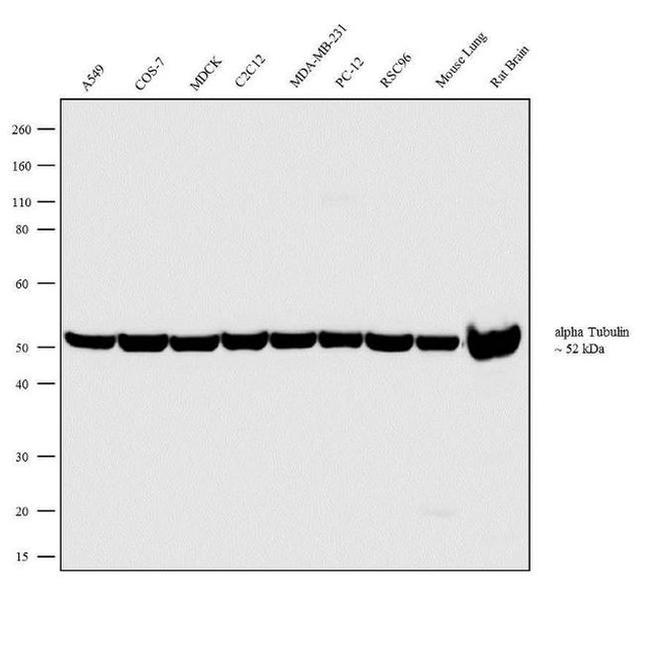 alpha Tubulin Antibody in Western Blot (WB)