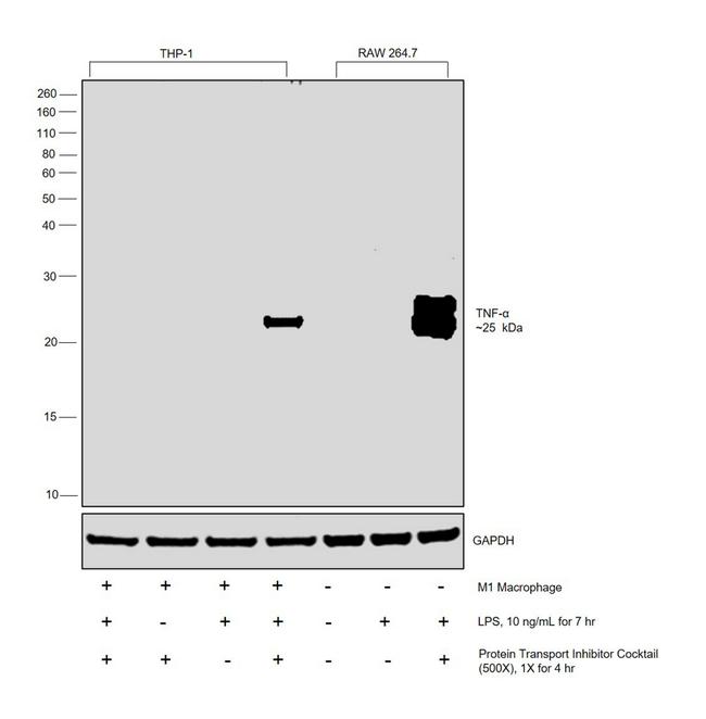 TNF alpha Antibody in Western Blot (WB)