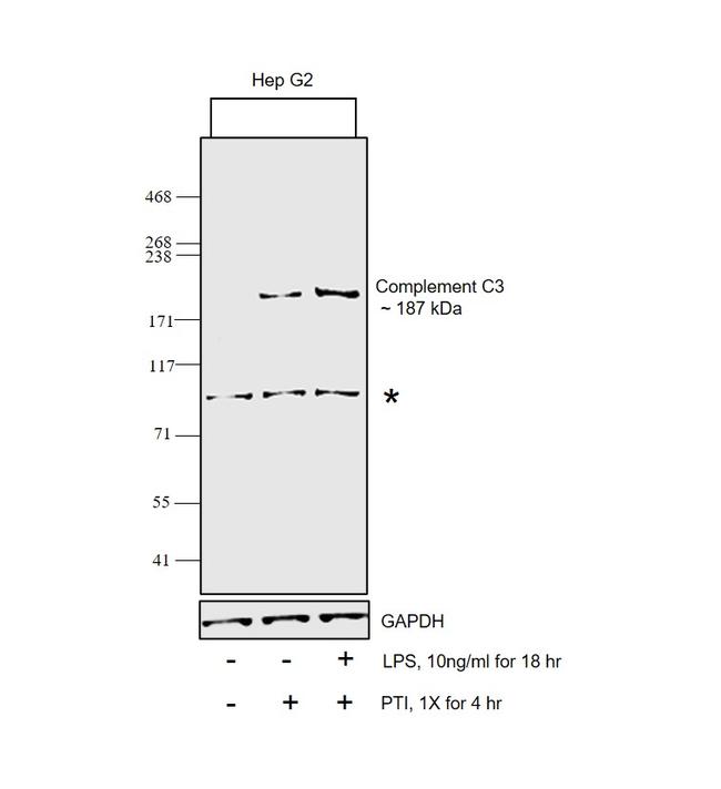 Complement C3 Antibody in Western Blot (WB)