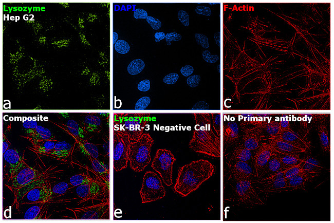 Lysozyme Antibody