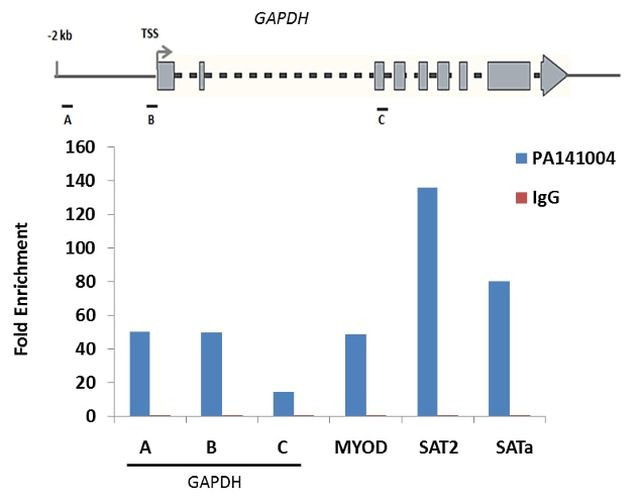 Histone H2A.X Antibody