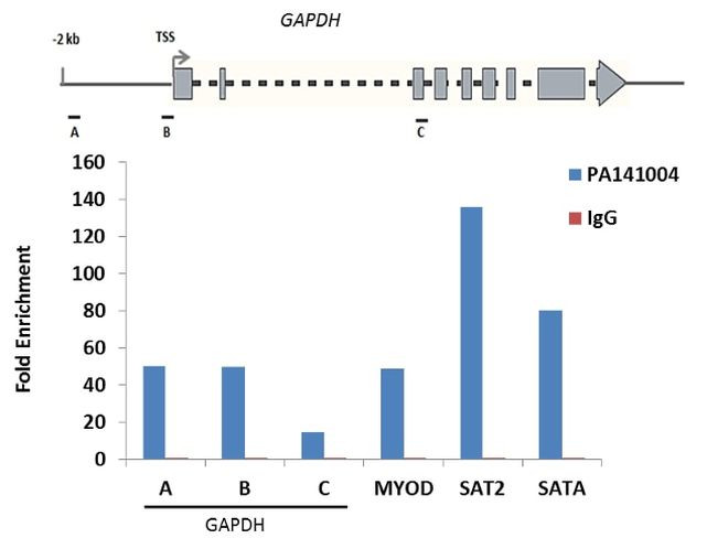 Histone H2A.X Antibody in ChIP Assay (ChIP)