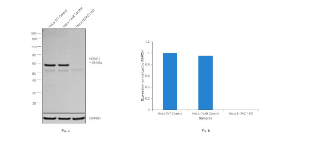 HDAC1 Antibody