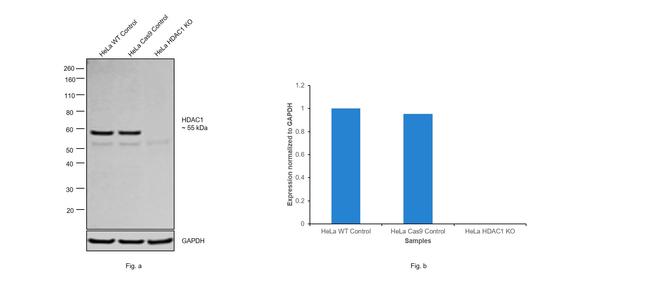 HDAC1 Antibody in Western Blot (WB)