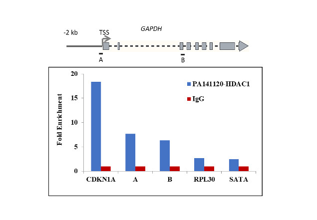 HDAC1 Antibody in ChIP Assay (ChIP)