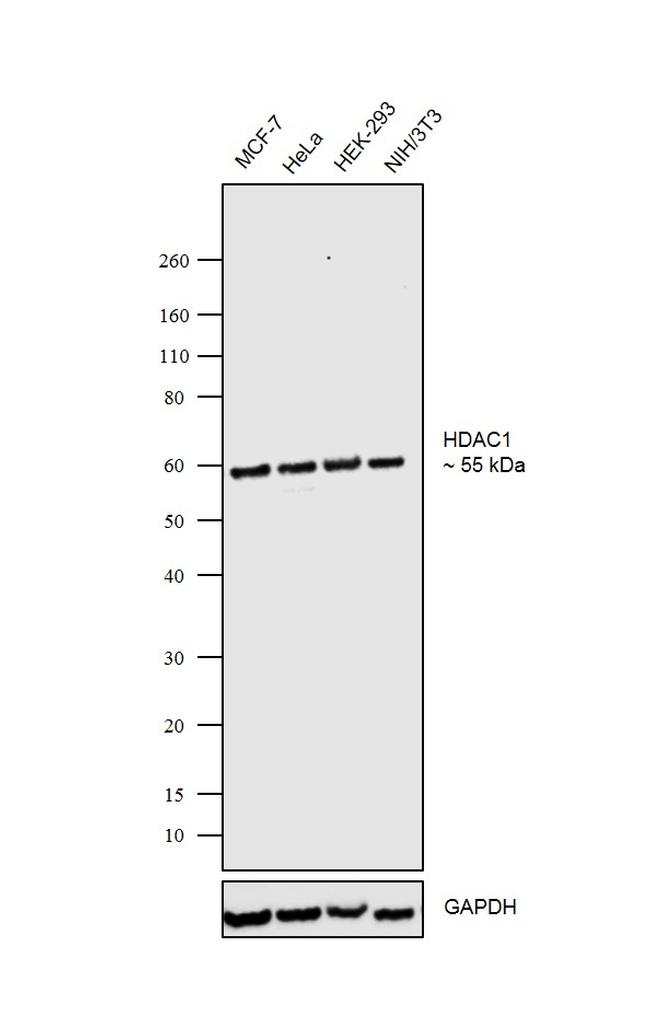 HDAC1 Antibody in Western Blot (WB)