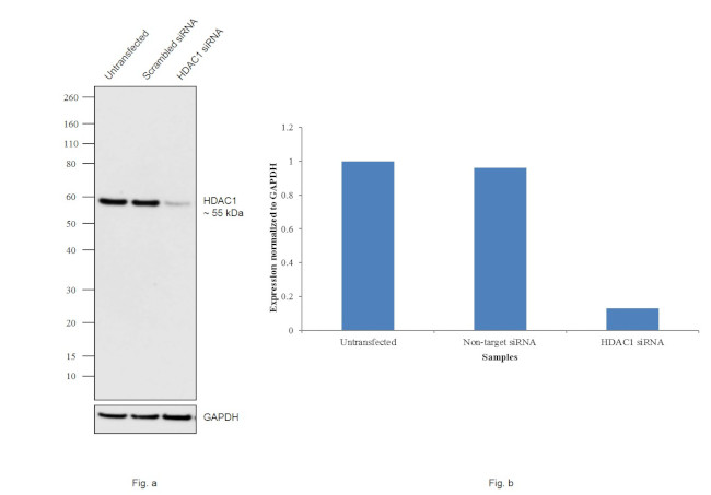 HDAC1 Antibody