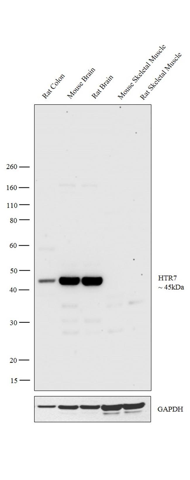 HTR7 Antibody in Western Blot (WB)