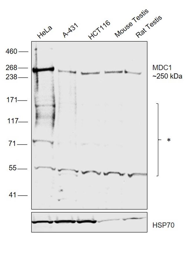 MDC1 Antibody in Western Blot (WB)