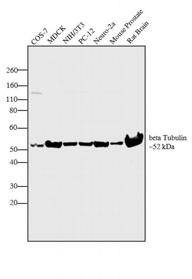 beta Tubulin Antibody in Western Blot (WB)