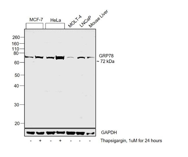 GRP78 Antibody