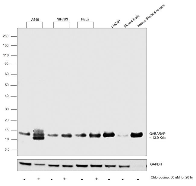 GABARAP Antibody in Western Blot (WB)