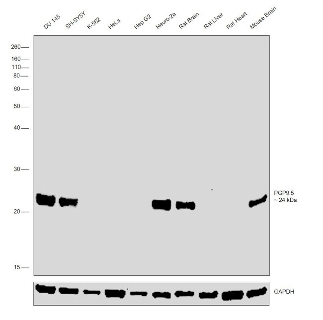 PGP9.5 Antibody