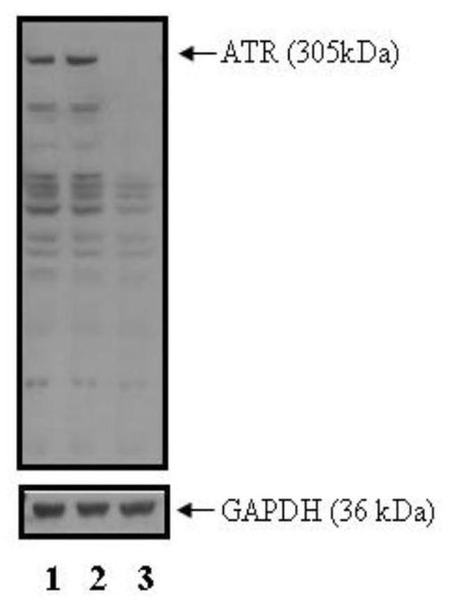 ATR Antibody in Western Blot (WB)