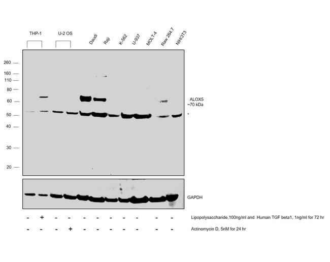 ALOX5 Antibody in Western Blot (WB)