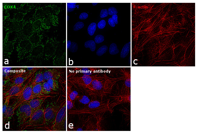 COX4 Antibody in Immunocytochemistry (ICC/IF)