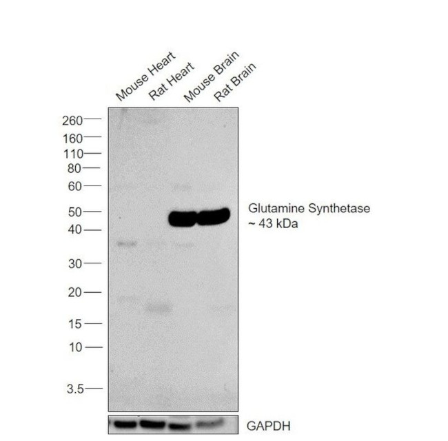 Glutamine Synthetase Antibody