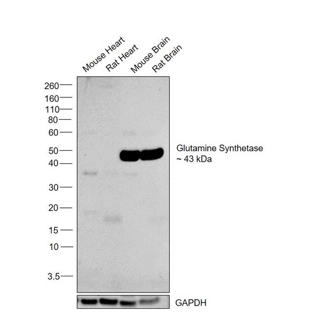 Glutamine Synthetase Antibody in Western Blot (WB)