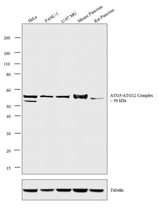 ATG5 Antibody in Western Blot (WB)