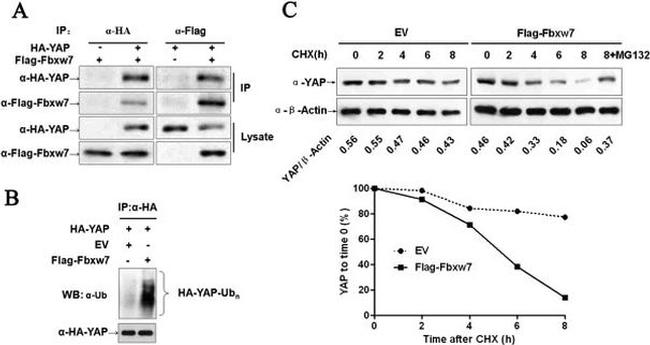 YAP1 Antibody in Western Blot (WB)