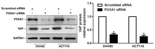 YAP1 Antibody in Western Blot (WB)