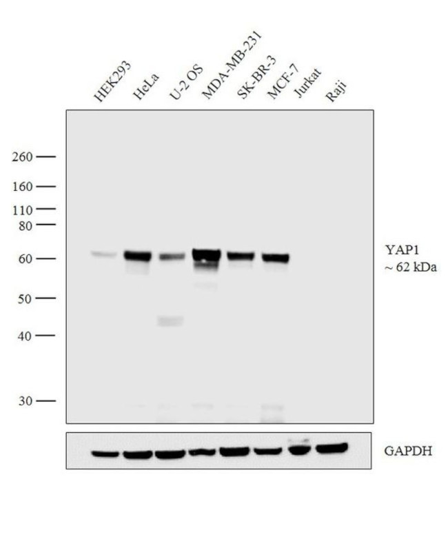 YAP1 Antibody