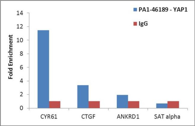 YAP1 Antibody in ChIP Assay (ChIP)