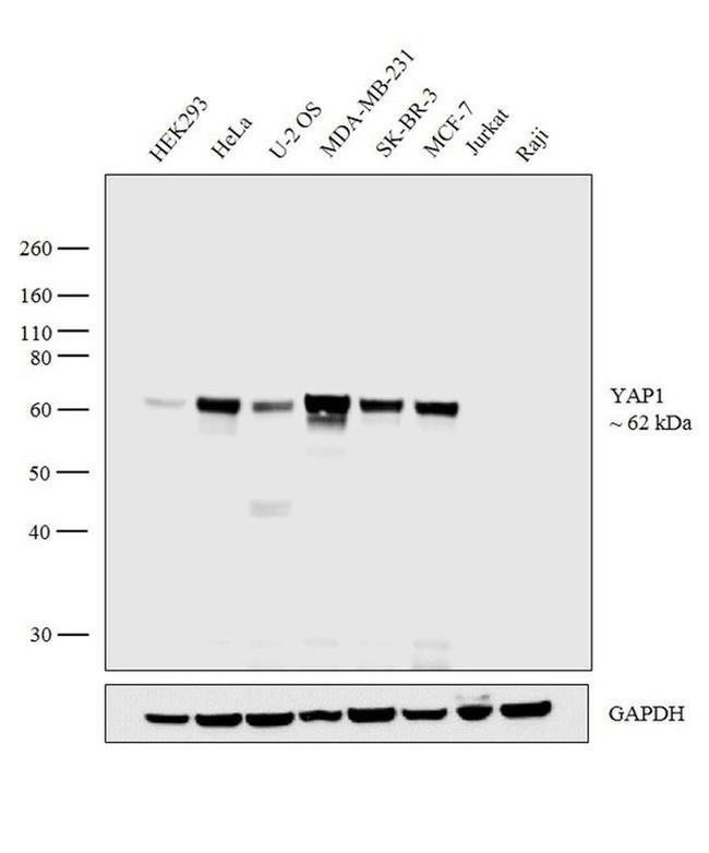 YAP1 Antibody in Western Blot (WB)